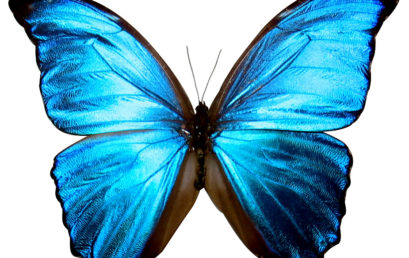 DICA DO DIA 05/06/2017